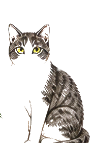 Katya the cat